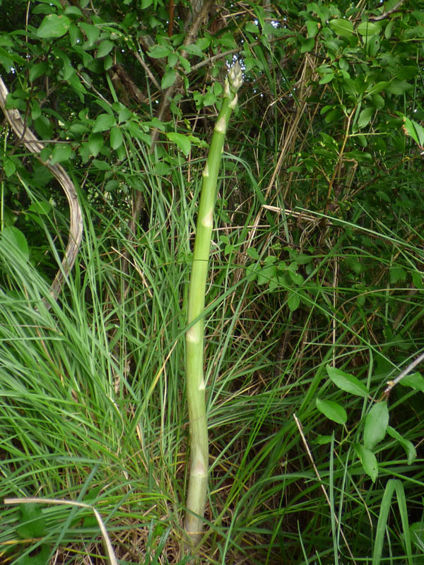 Asparagus officinalis